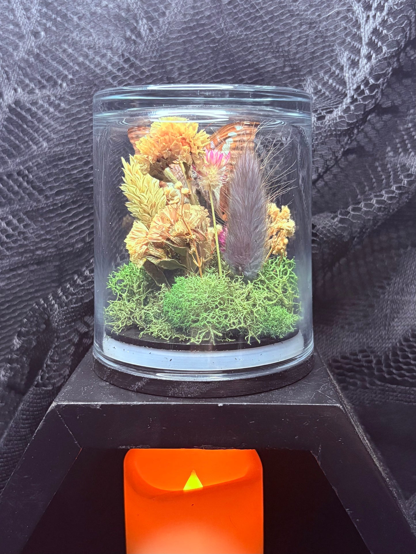 Confusing Sister Butterfly