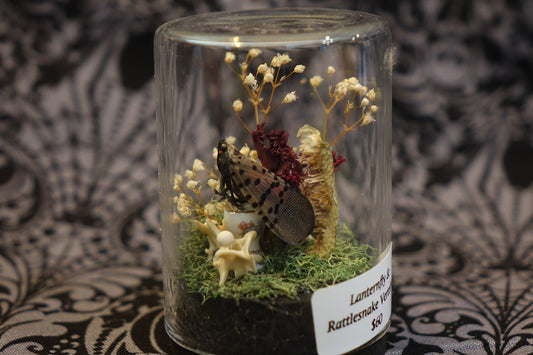 Lanternfly & Rattlesnake Vertebrae
