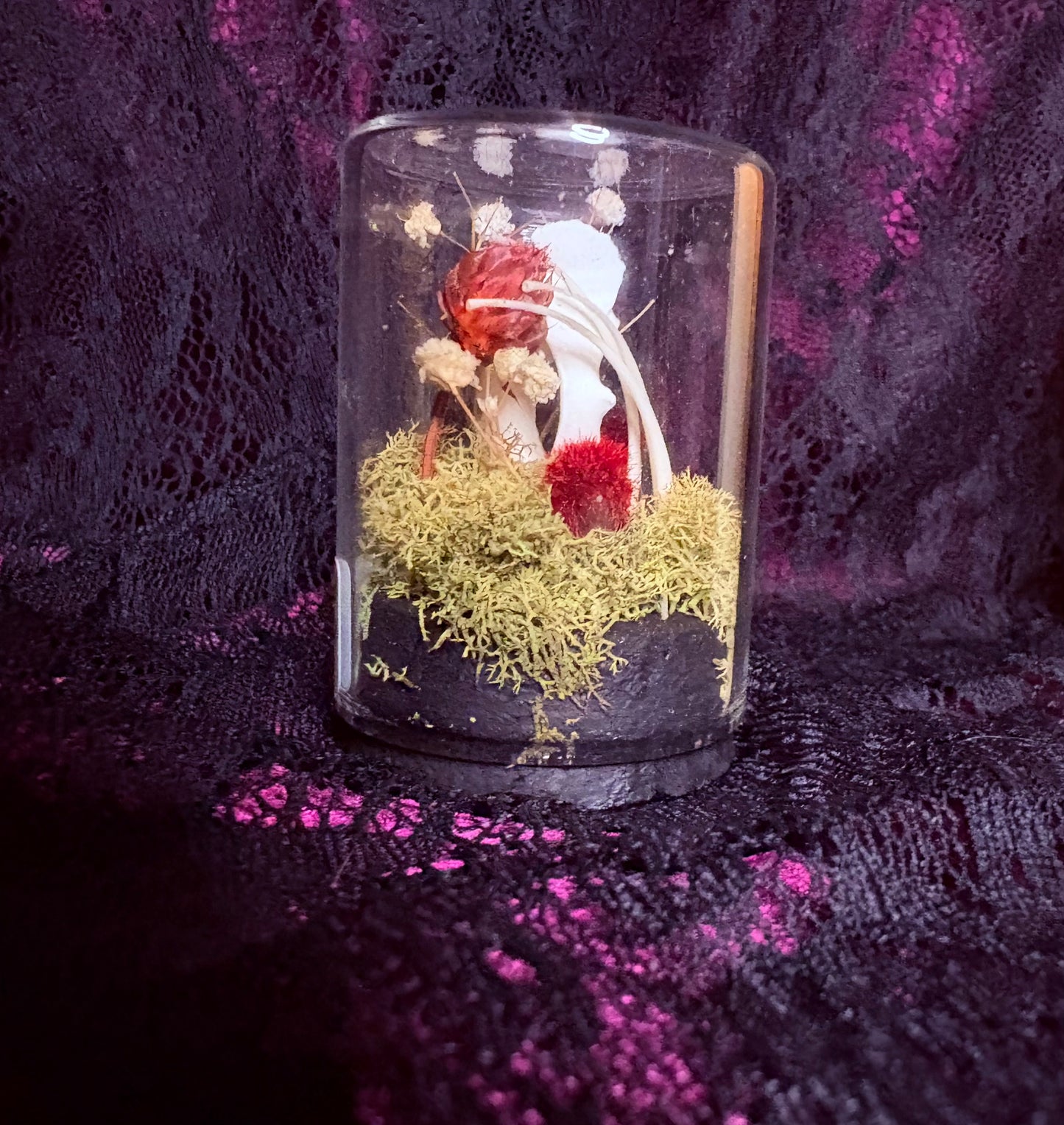 Ball Python Ribs and Raccoon Vertebrae