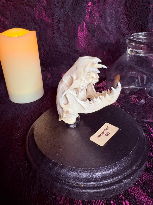 Marten Skull