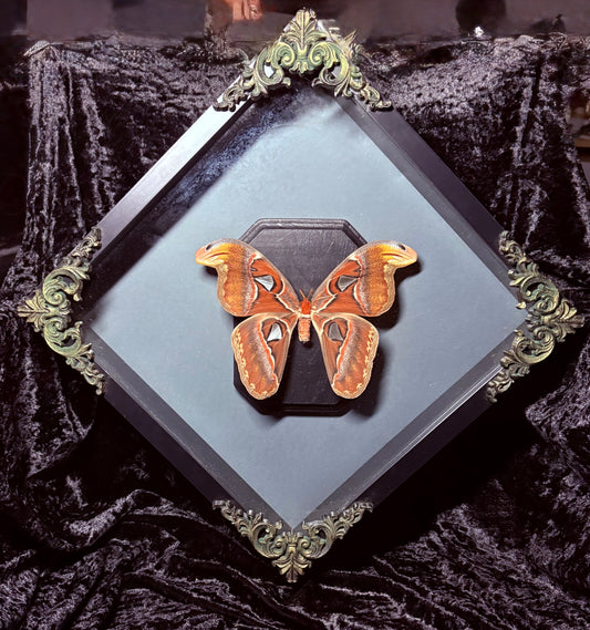 Atlas Moth