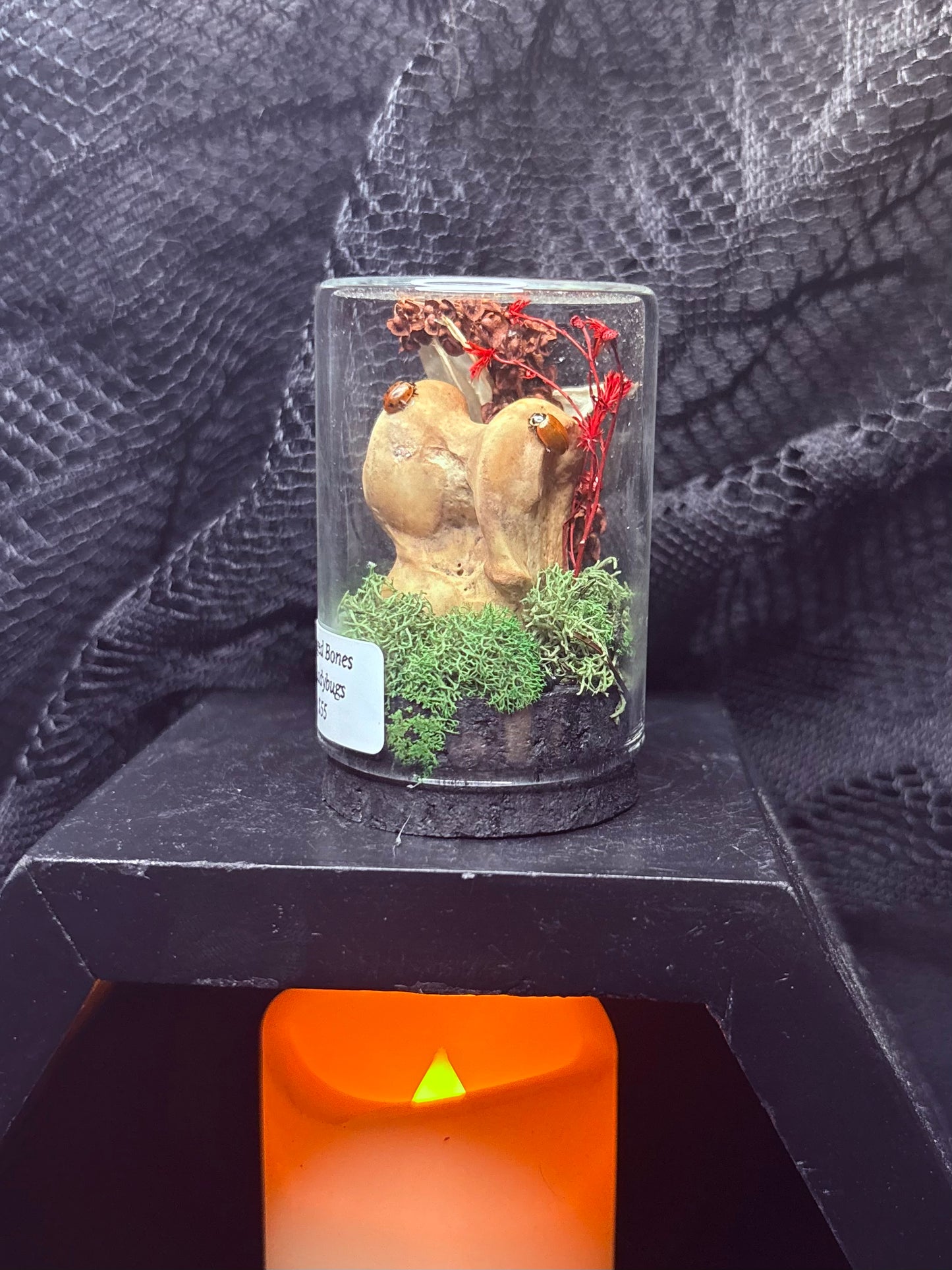 Foraged Bone and Ladybugs