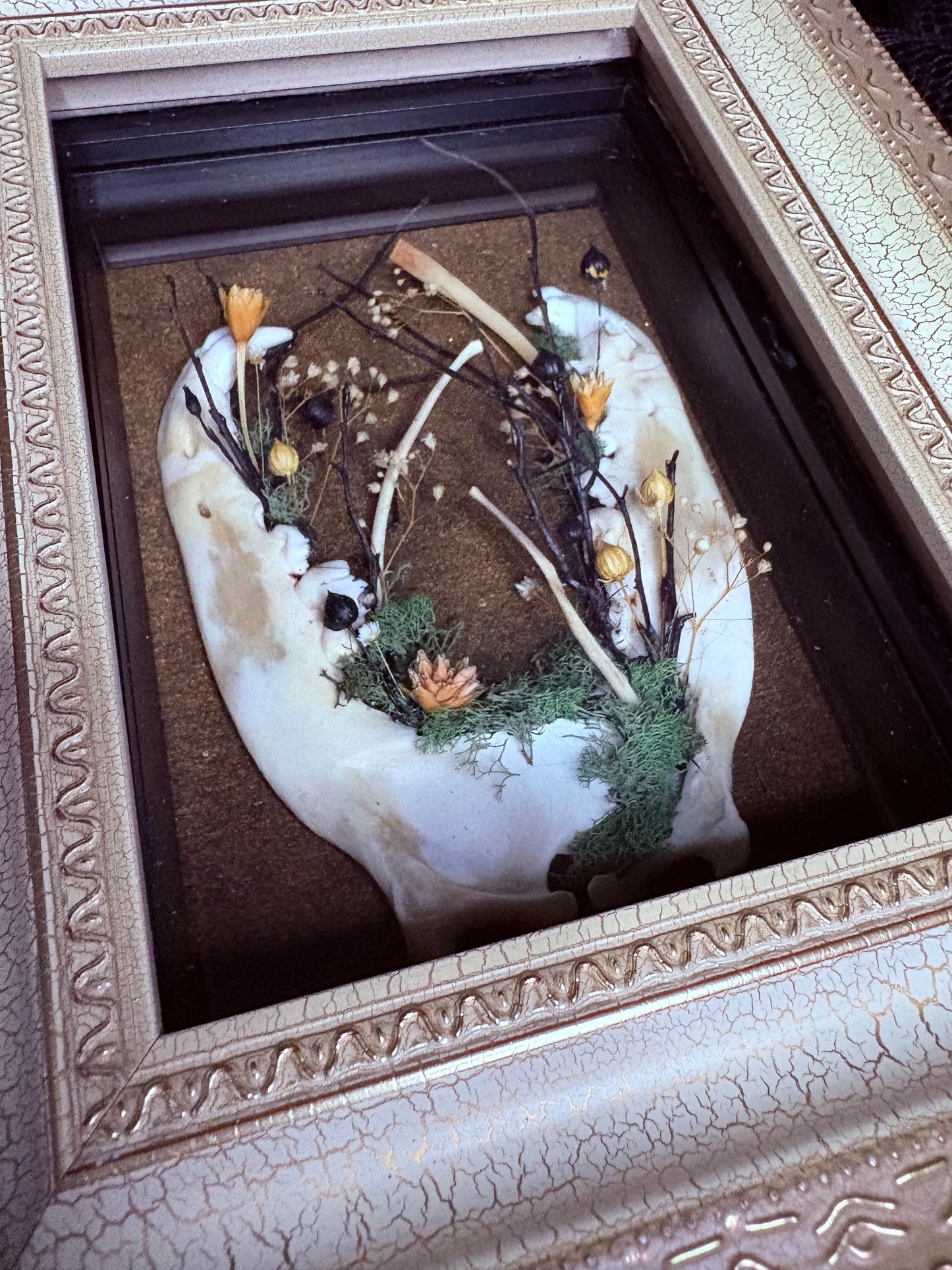 Coyote Jaws and Bobcat Ribs