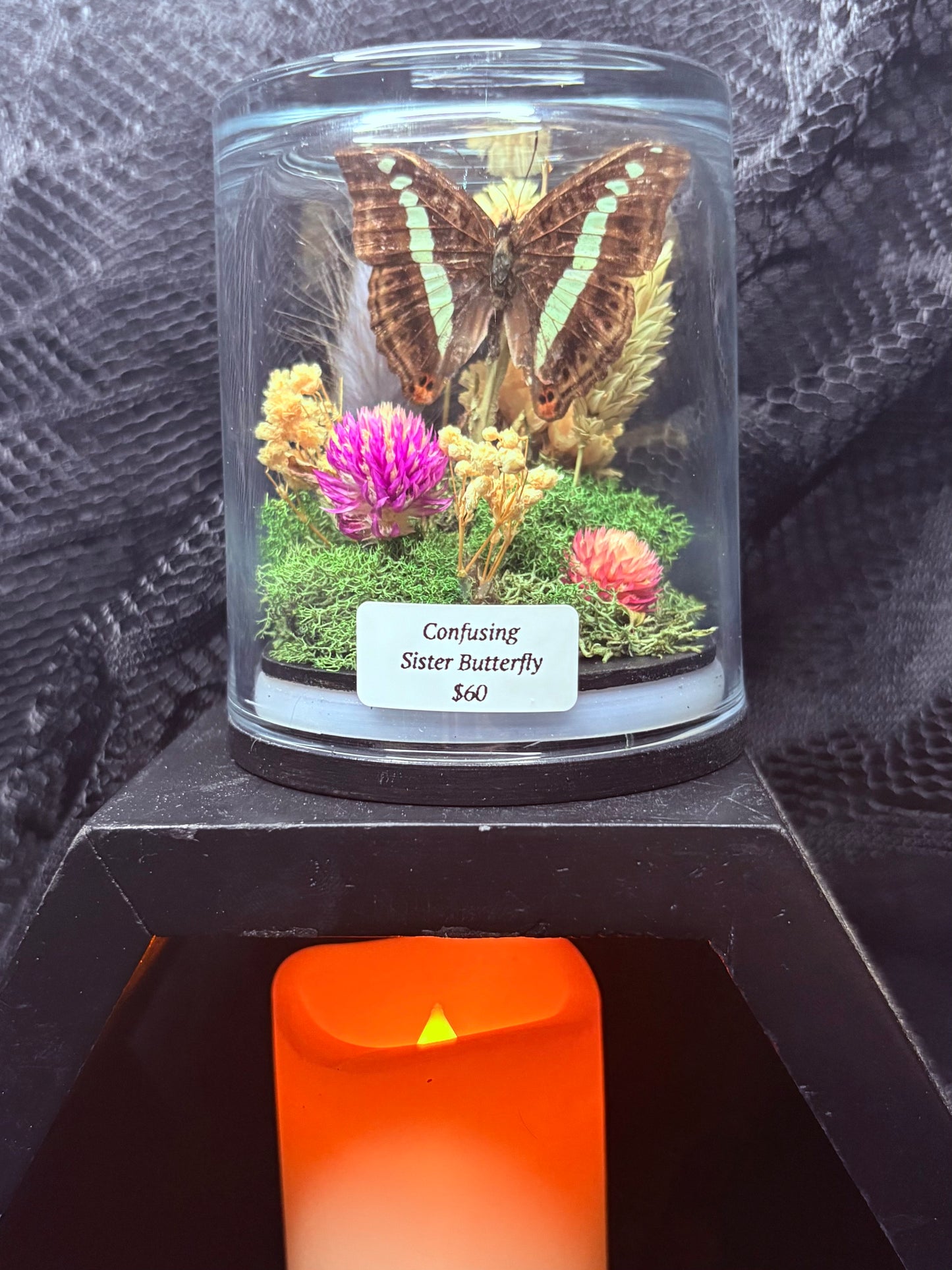 Confusing Sister Butterfly