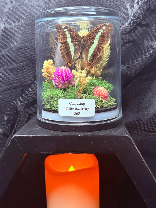 Confusing Sister Butterfly