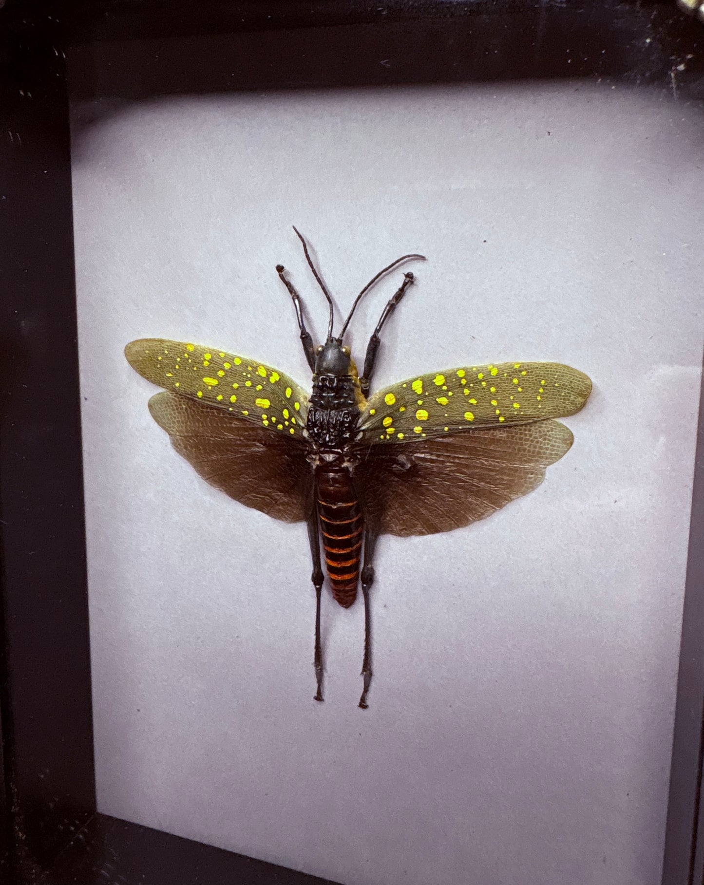 Grasshopper