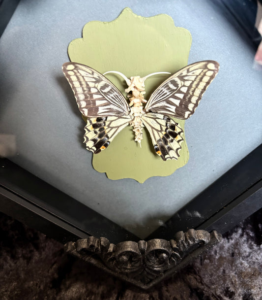 Bone Butterfly