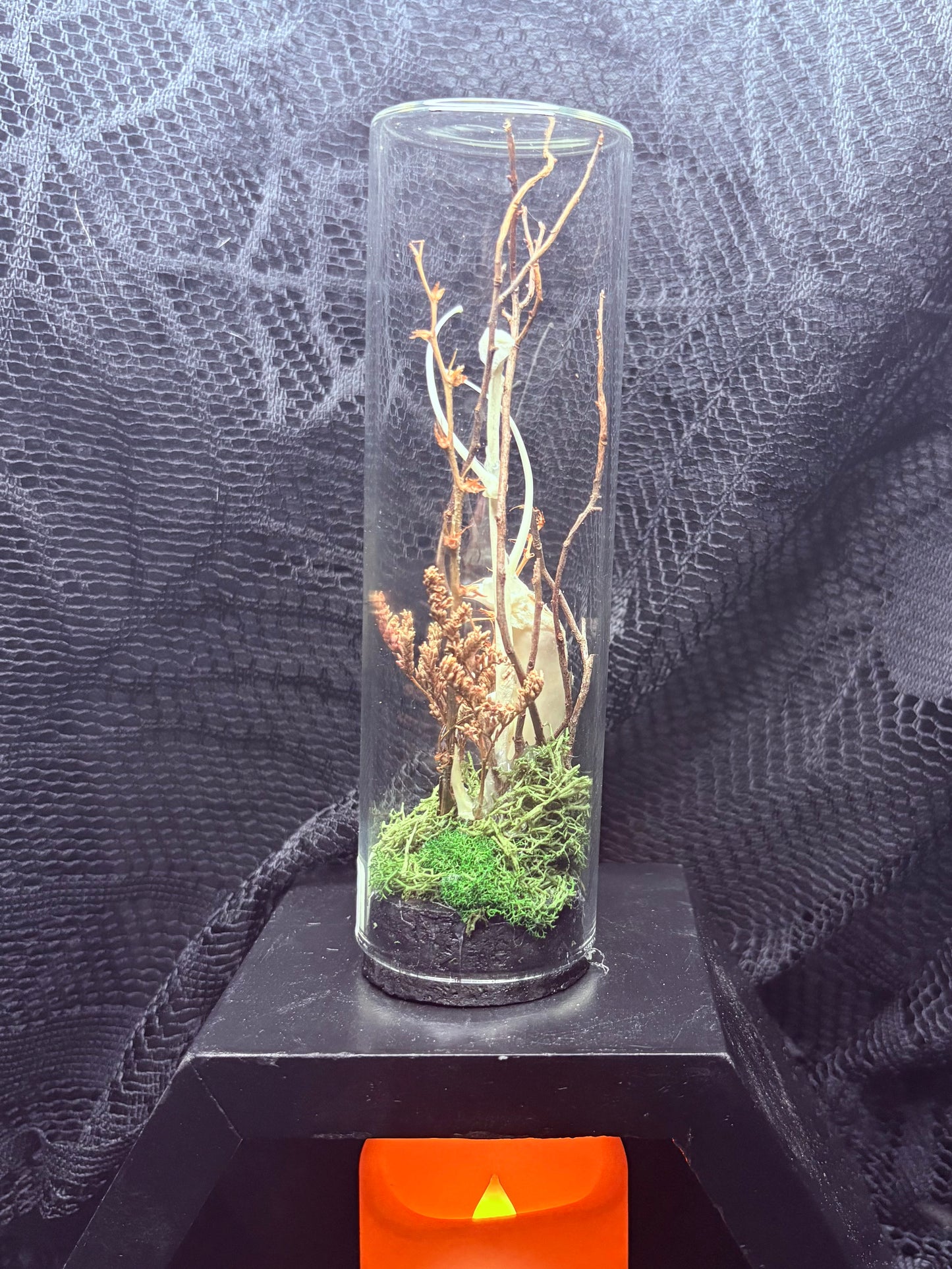 Domestic Cat Jaw with Snake Shed, Rattlesnake Bones, and Gar Bones