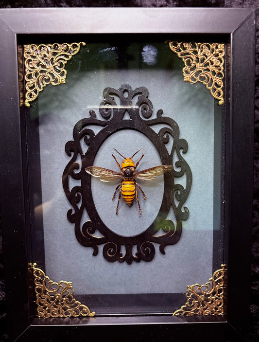 Murder Hornet Worker