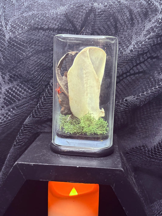 Fox Scapula and Squirrel Jaw