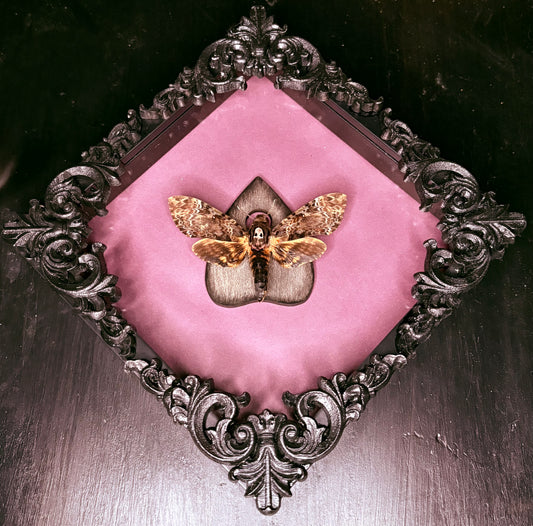 Death’s Head Moth
