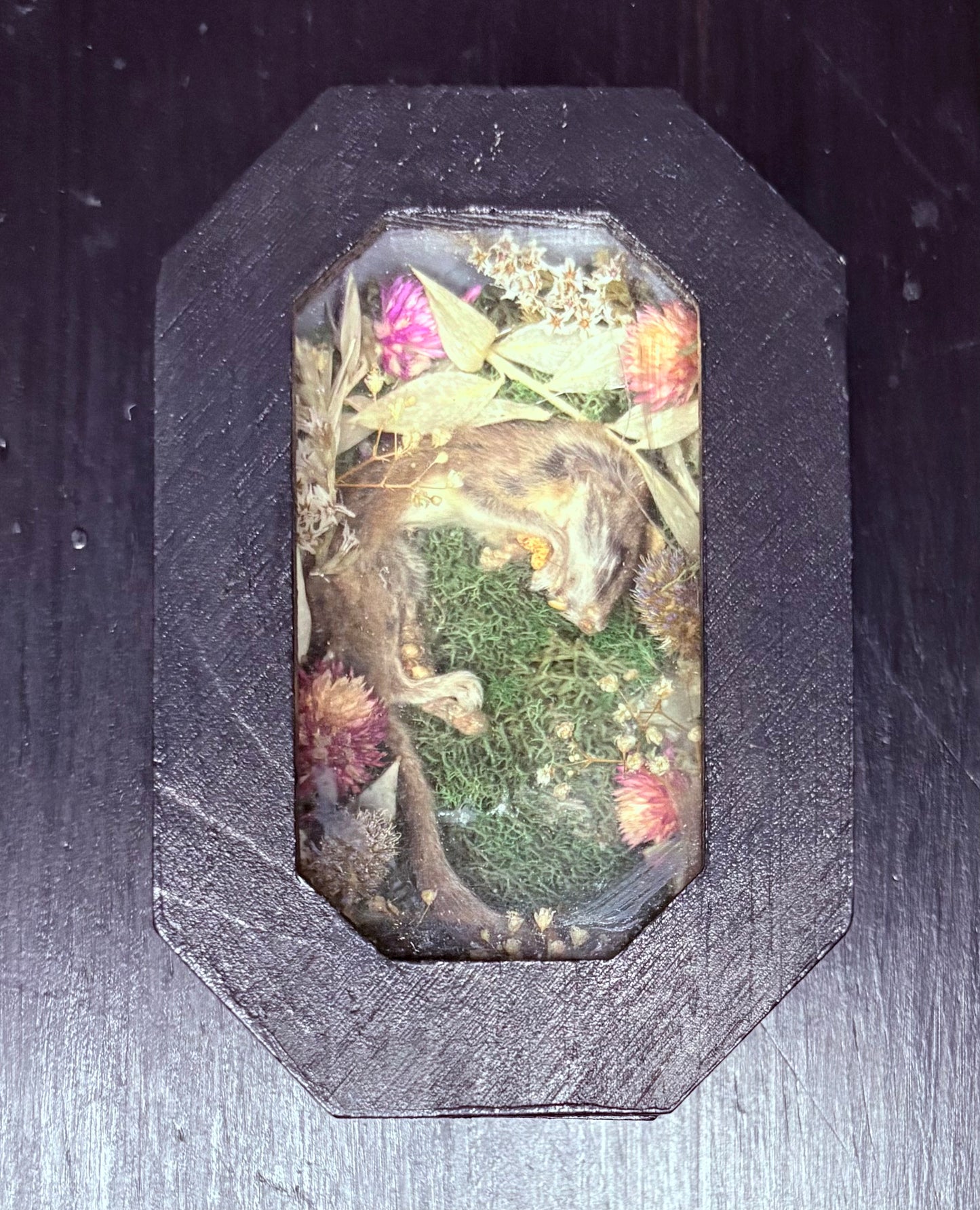 Mummified African Pygmy Dormouse