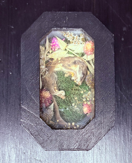 Mummified African Pygmy Dormouse