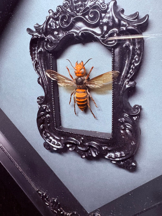 Murder Hornet Worker