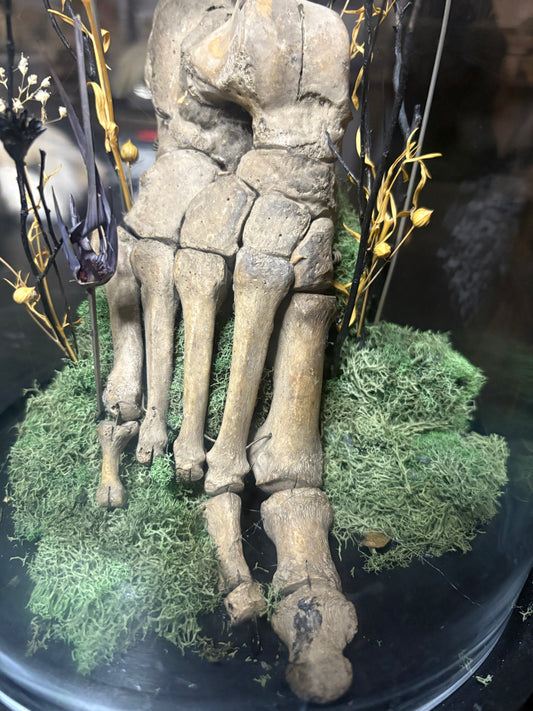 Human Foot Bell Jar