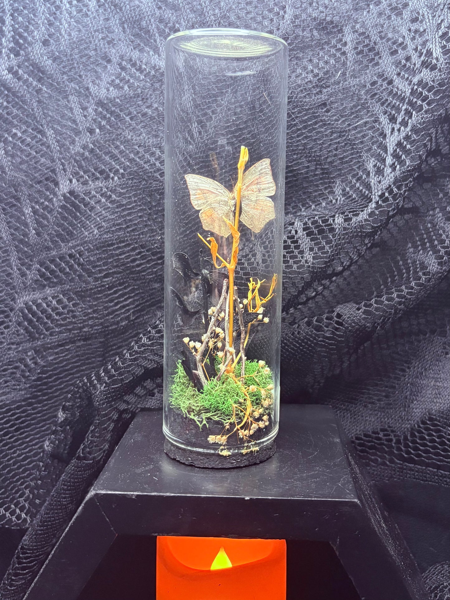 Angled Sunbeam Butterfly