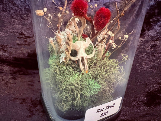 Rat Skull