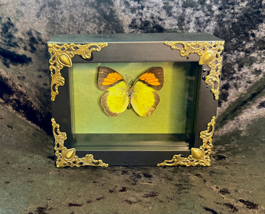Yellow Orange Tip
