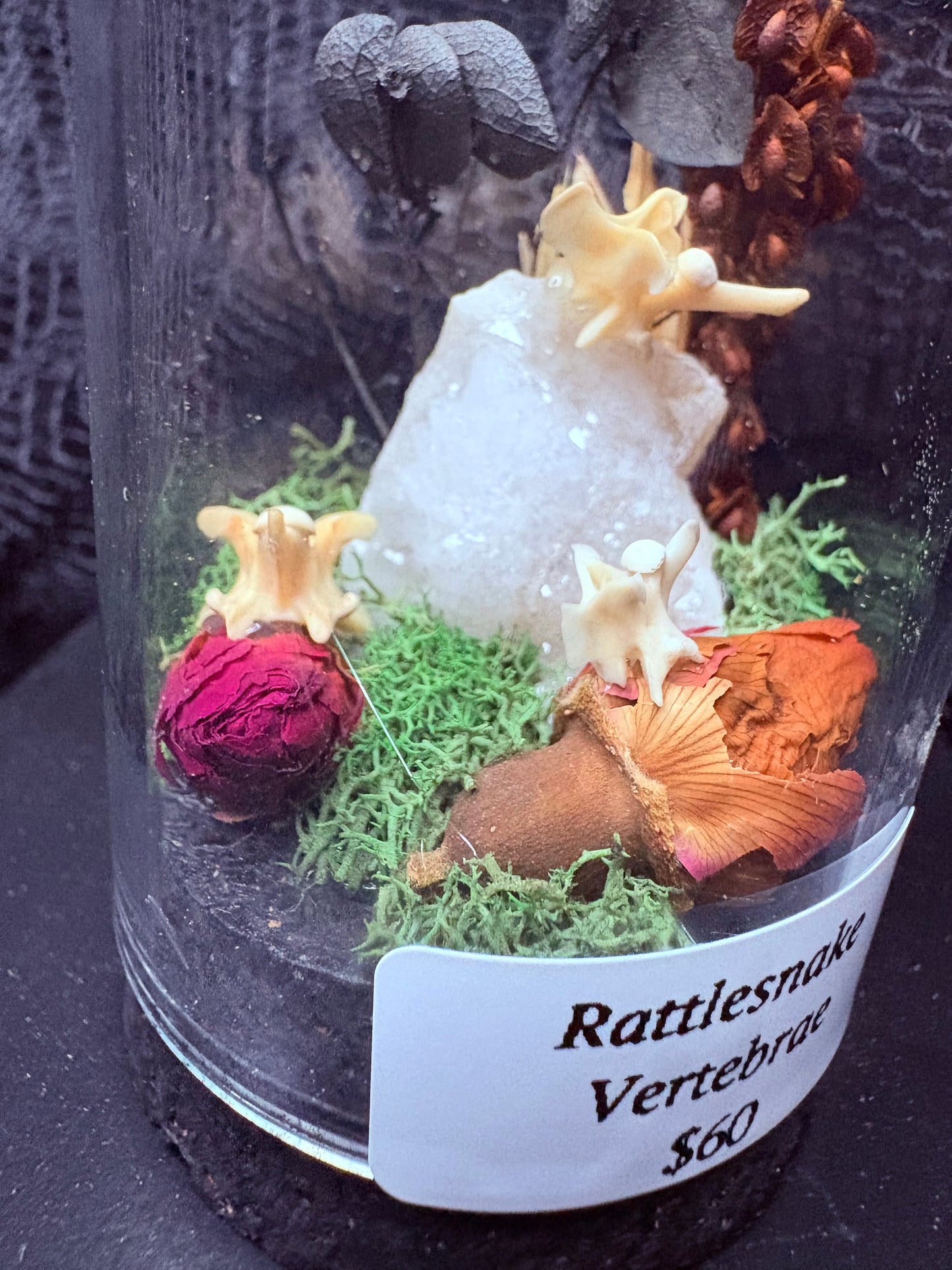 Rattlesnake Vertebrae and Geodes