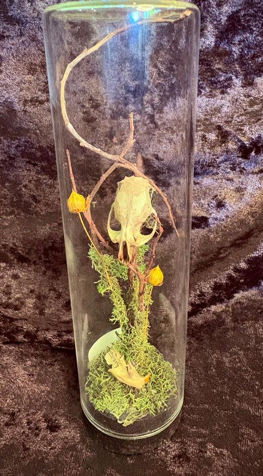 Rat Skull & Jaw