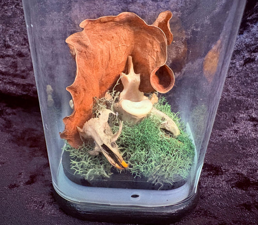Rat & Mouse Skulls with Possum Vertebrae