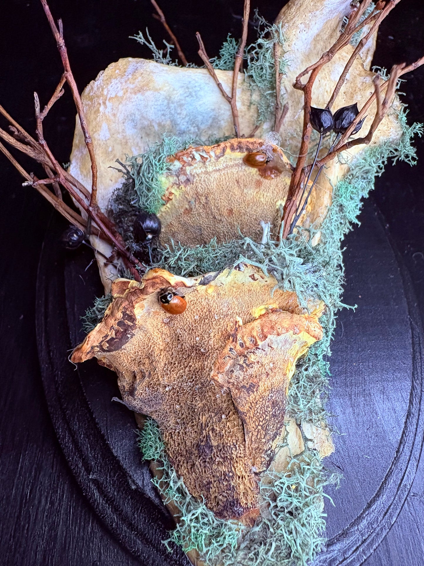 Human Scapula with Rat Bones, Ladybugs, and Rattlesnake Vertebrae