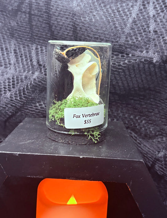 Fox Vertebrae and Crystal