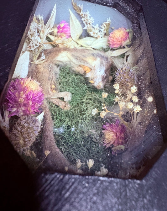 Mummified African Pygmy Dormouse