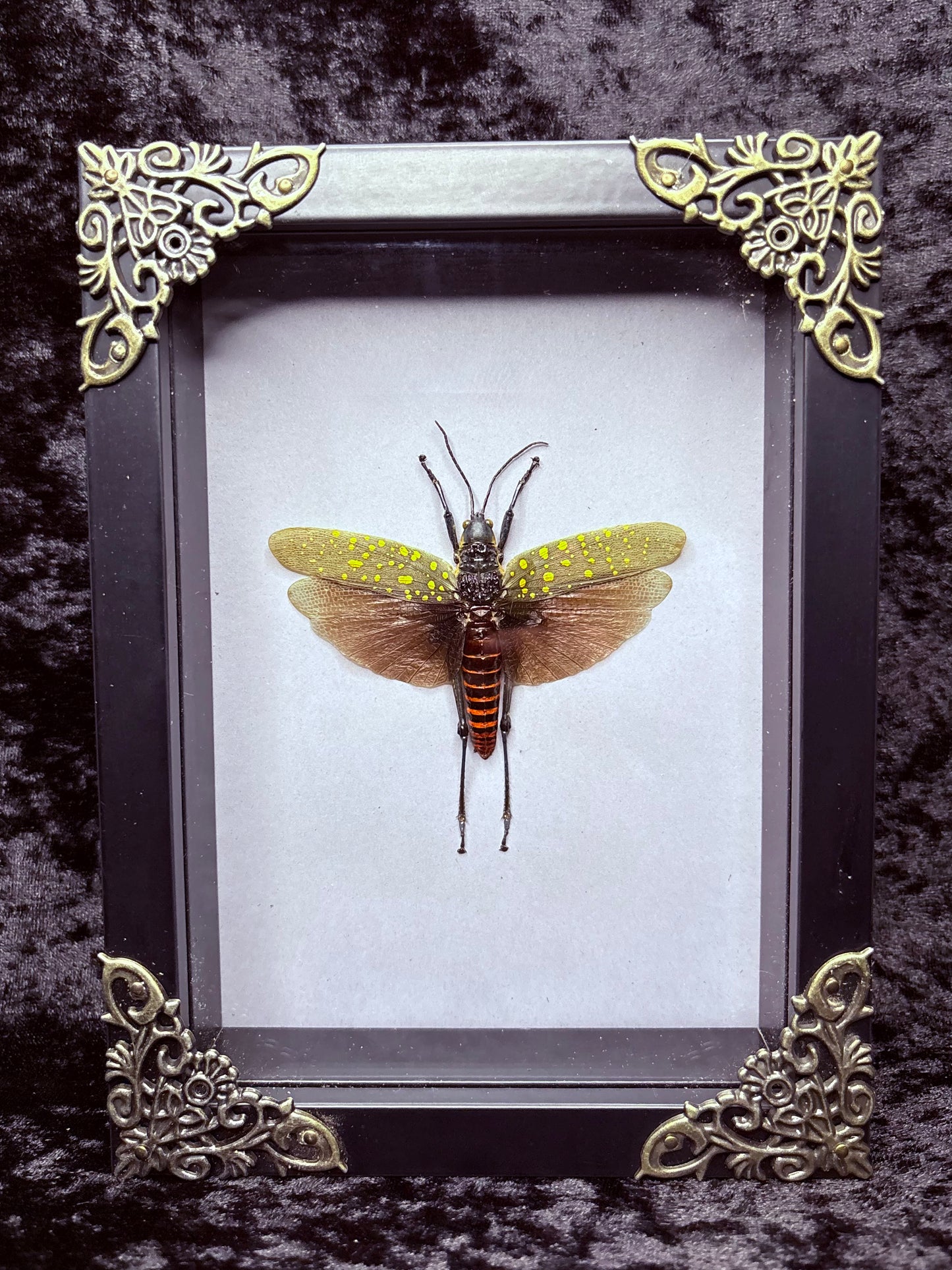 Grasshopper