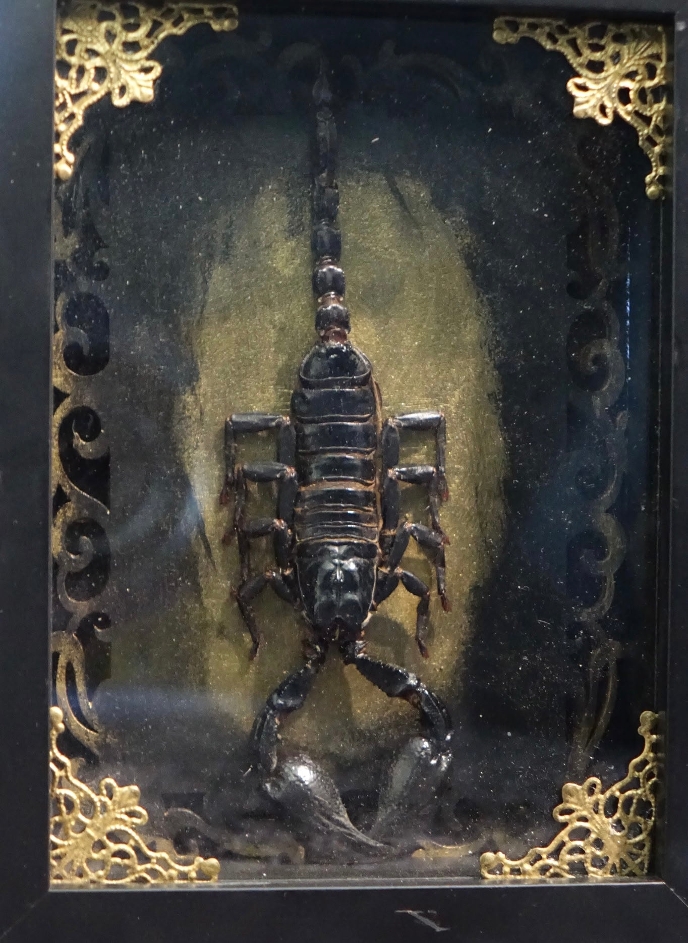 East Asian Rainforest Scorpion