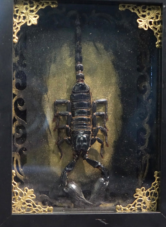 East Asian Rainforest Scorpion