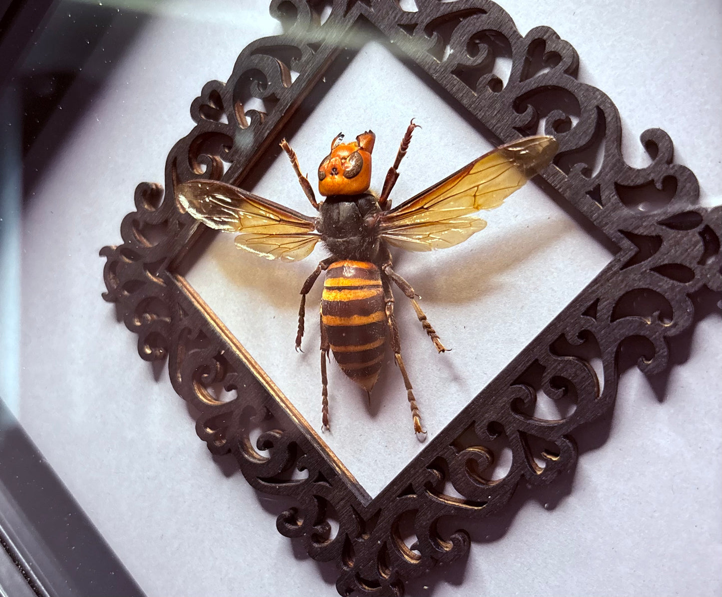 Murder Hornet Queen