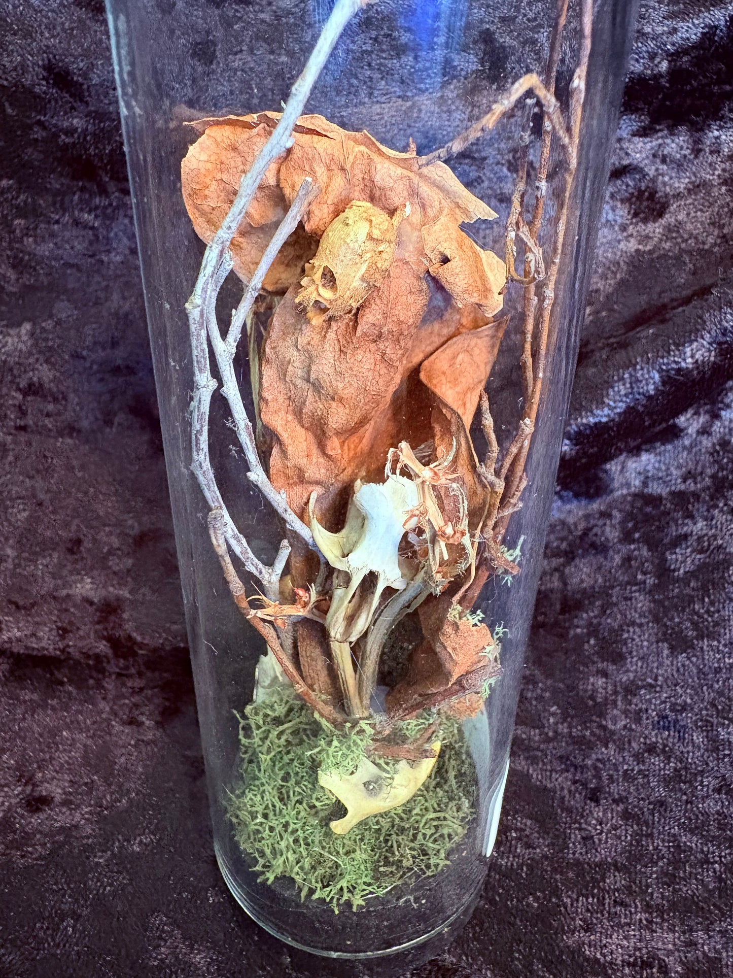 Rat Skull, Mouse Skull,& Carnivorous Plants