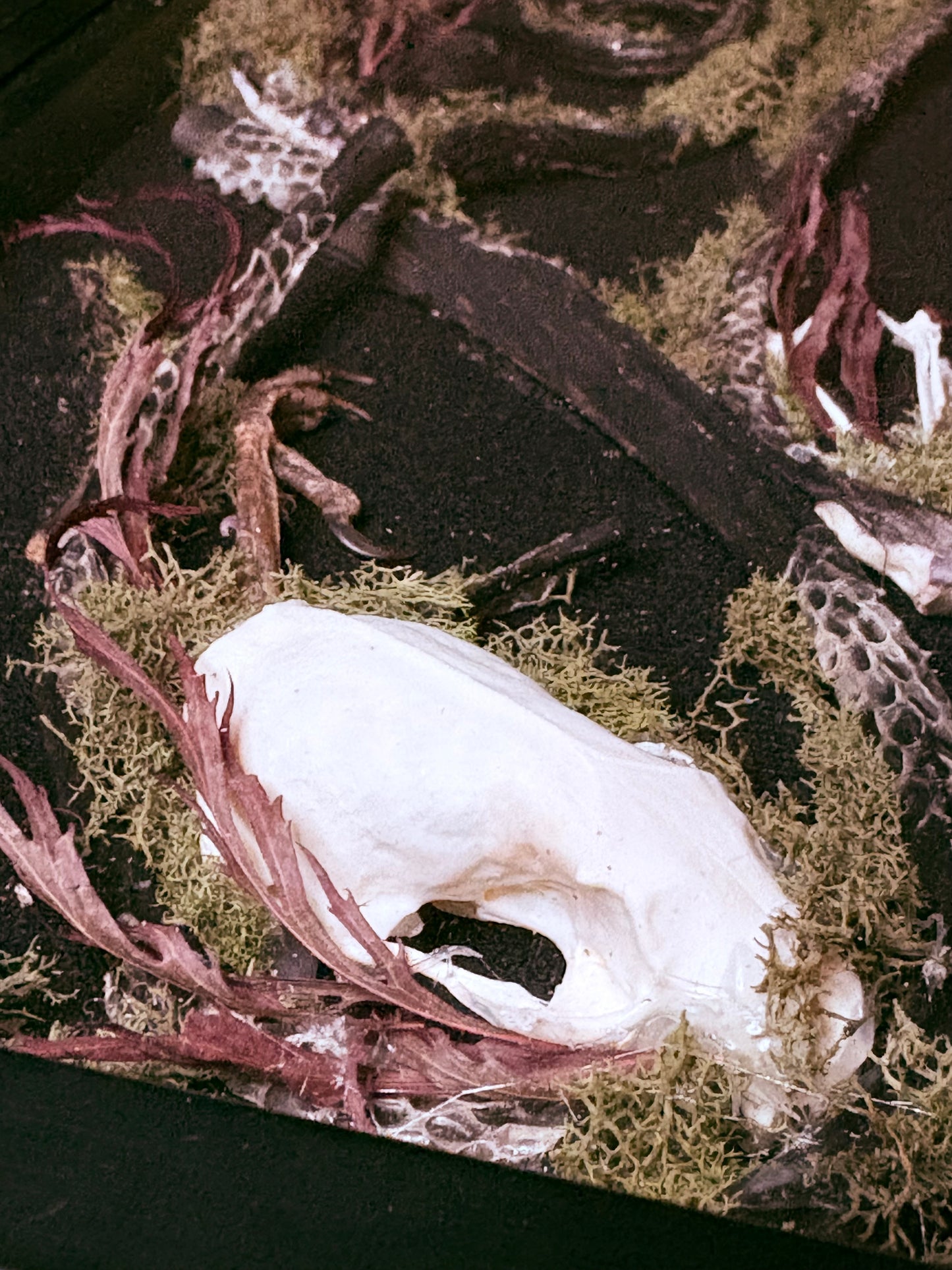 Rook Foot, Marten Skull, Deer Ribs, Misc. Bones