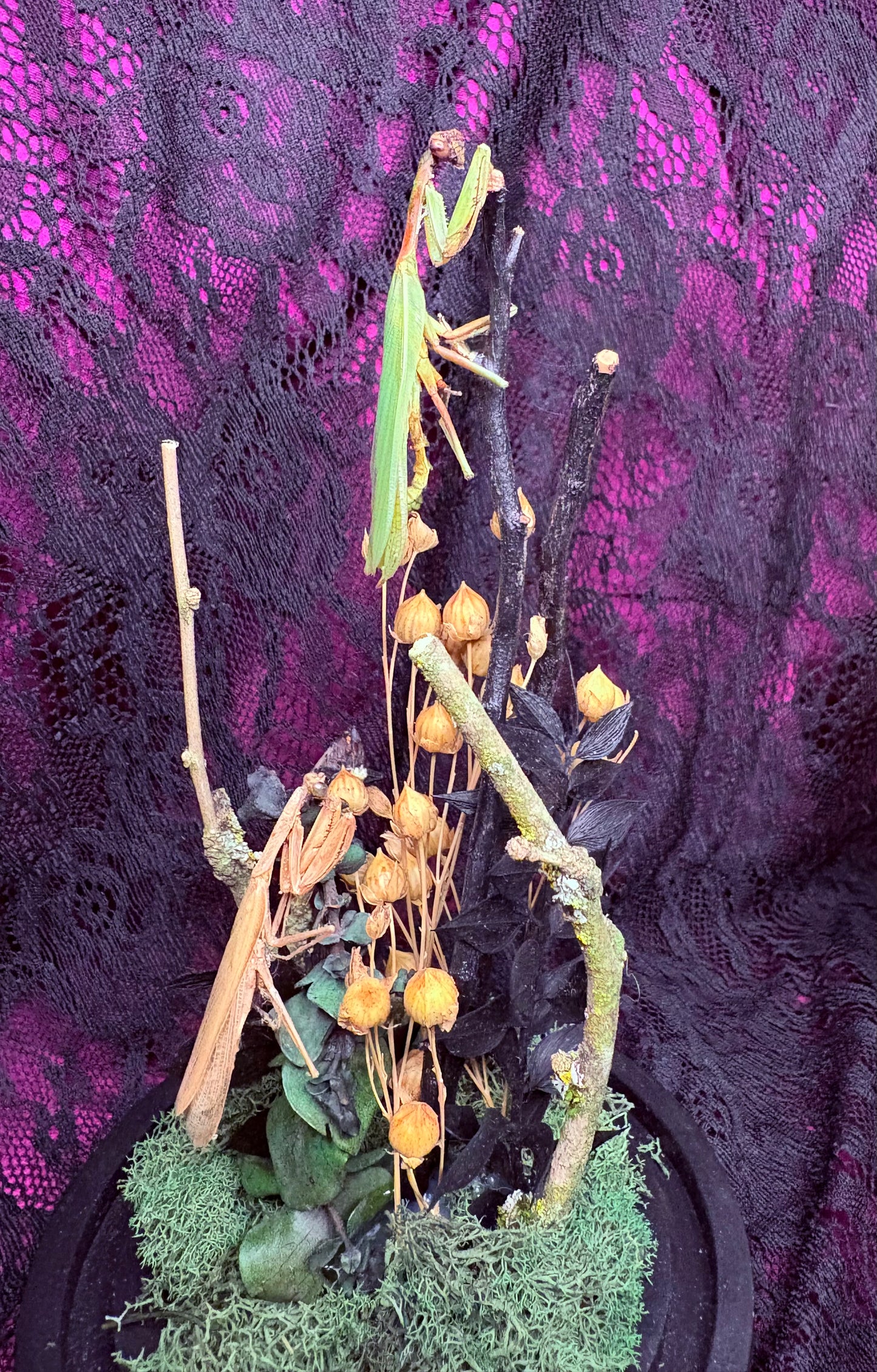 Praying Mantis Bell Jar w Lanternfly