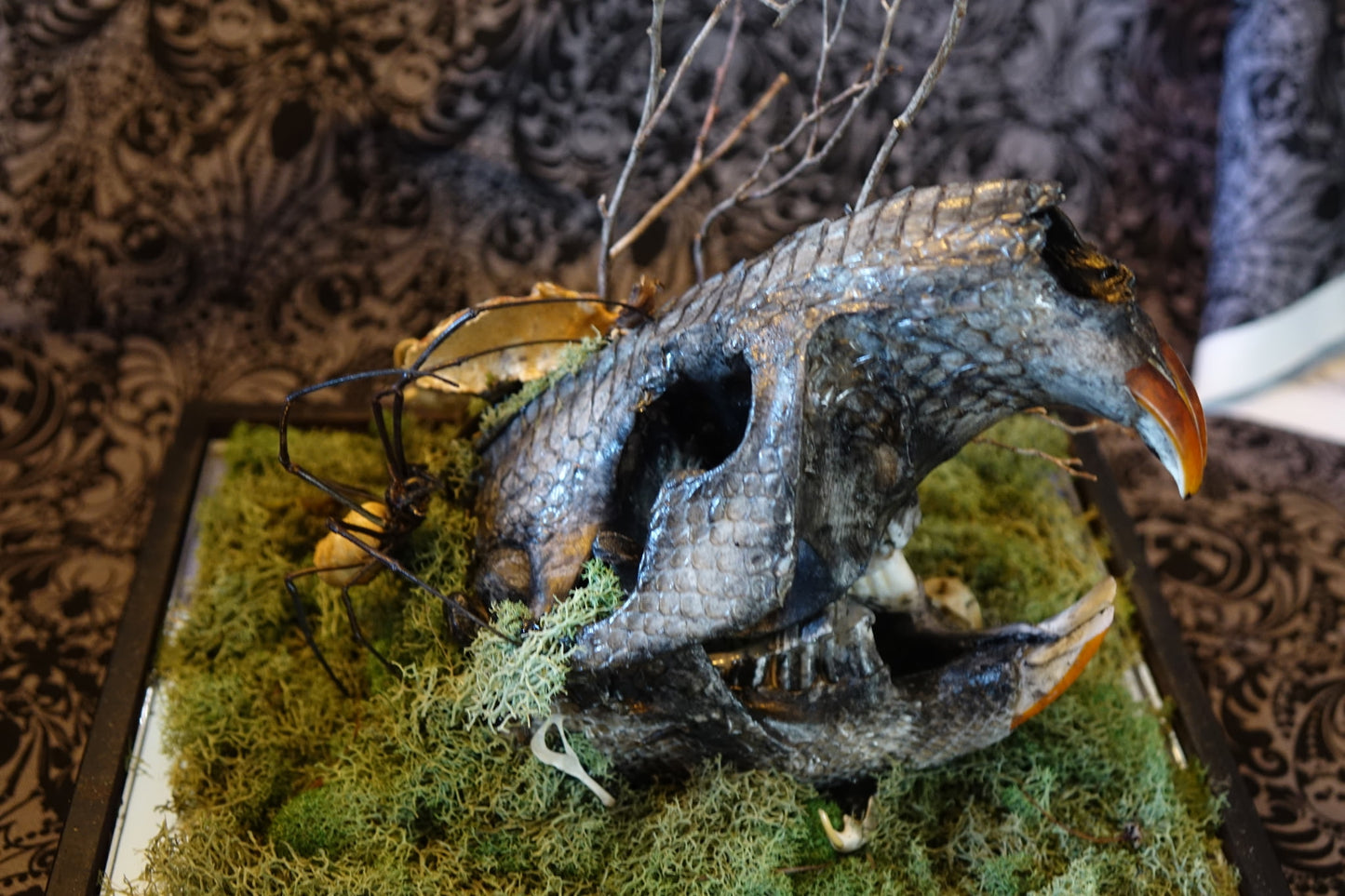 Decoupaged Beaver Skull & Orb Weaver