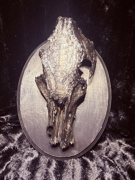 Deer Skull