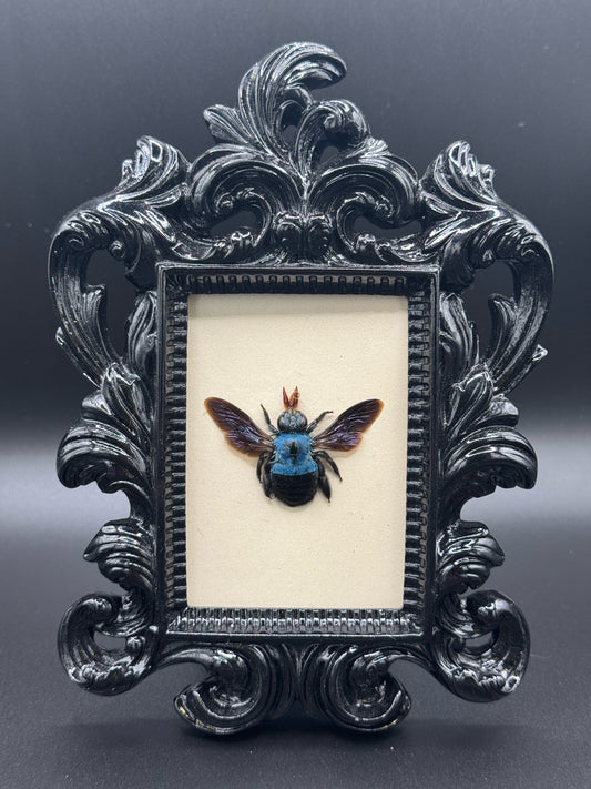 Blue Carpenter Bee